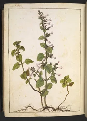 Acinos, Clinopodium : Plante ligneuse vivace aux fleurs tubulaires, de 