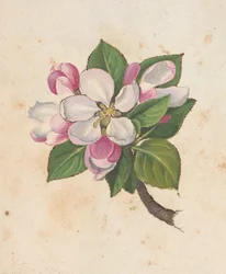 Fleur, de 