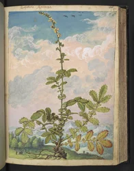 Agrimonia eupatoria, de "Paintings of Flora of the Roman States" par Gherardo Cibo