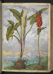 Arum italicum, de "Paintings of Flora of the Roman States" par Gherardo Cibo