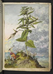 Asclepias, de "Paintings of Flora of the Roman States" par Gherardo Cibo