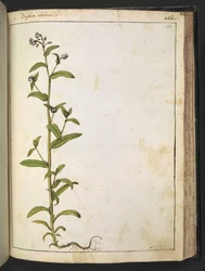 Buglossa, Anchusa azurea (Loddon Royalist), de 