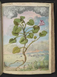 Calystegia soldanella, de "Peintures de la flore des États romains" par Gherardo Cibo, Add MS 22333, f150r, c.1564-84