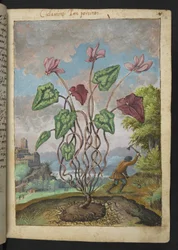 Cyclamen hederifolium, de "Peintures de la flore des États romains" par Gherardo Cibo