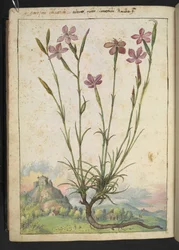 Dianthus longicaulis : Une plante aux pétales roses, de 