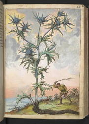 Eryngium maritimum, de "Peintures de la flore des États romains" par Gherardo Cibo, Add MS 22333, f047r, c.1564-84