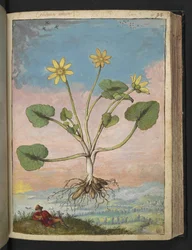 Ficaria verna, de "Paintings of Flora of the Roman States" par Gherardo Cibo