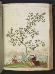 Fumaria gaillardotii, de "Peintures de la flore des États romains" par Gherardo Cibo