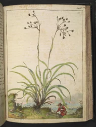 Herba Luccia, de "Peintures de la flore des États romains" par Gherardo Cibo