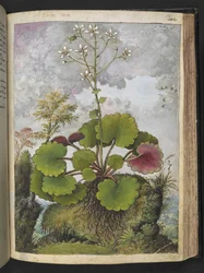 Herba rora: plante avec des pétales blancs, de 