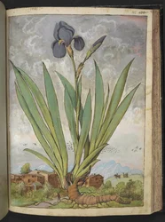 Iris germanica, de "Peintures de la flore des États romains" par Gherardo Cibo