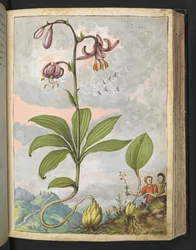 Lilium martagon, de "Paintings of Flora of the Roman States" par Gherardo Cibo