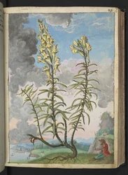 Linaria vulgaris, de "Paintings of Flora of the Roman States" par Gherardo Cibo