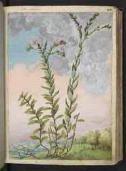Linum viscosum: Une plante haute avec des fleurs roses, de "Peintures de la flore des États romains" par Gherardo Cibo