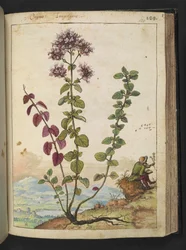 Origanum vulgare, de "Peintures de la flore des États romains" par Gherardo Cibo