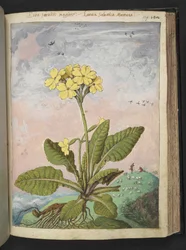 Primula eliator: Une plante à pétales jaunes, de "Paintings of Flora of the Roman States" par Gherardo Cibo
