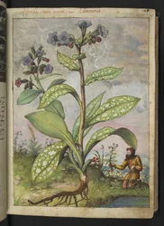 Pulmonaria officinalis, de "Paintings of Flora of the Roman States" par Gherardo Cibo