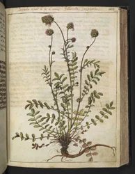 Sanguisorba minor, de "Peintures de la flore des États romains" par Gherardo Cibo, Add MS 22333, f102r, c.1564-84