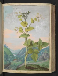 Smyrnium olusatrum, de "Paintings of Flora of the Roman States" par Gherardo Cibo