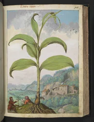 Veratrum nigrum, de 
