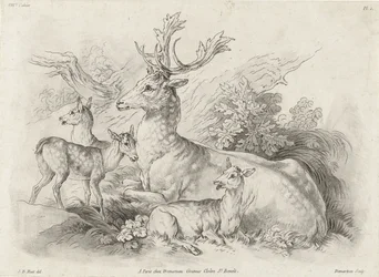 Cerfs au repos