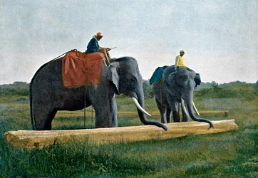 Éléphants déplaçant une bûche, Ceylan, vers 1890