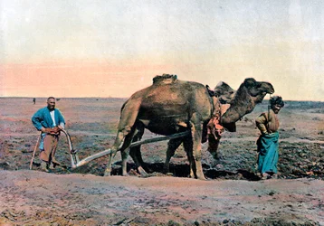 Travailleurs agricoles labourant avec un chameau, Caucase, vers 1890