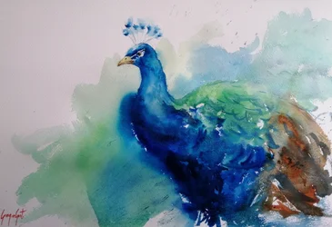 Élégant paon bleu