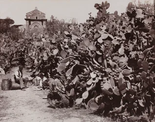 « Palerme. Figues de Barbarie » [Palerme. Récolte de figues de Barbarie]