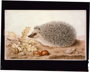 Un hérisson dans un paysage
