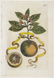 Aurantium Flore Duplici, de Hesperides, 1646