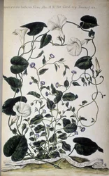 Planche botanique : Variétés de liseron. Convolvulus variétés (Convolvulus Indicus flora albo ; Convolvulus Siculus). Giovanni Battista Morandi, Hortulus botanicus pictus sive collectio plantarum..., Volume I