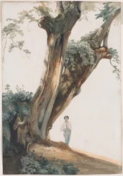 Arbres anciens dans la campagne romaine