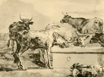 Vaches s