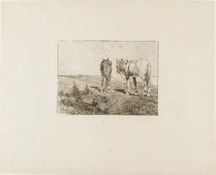 Repos des chevaux