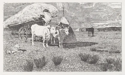 Bœufs attelés à une charrette (Maremme)