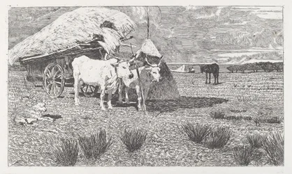 Bœufs attelés au chariot (Maremma)