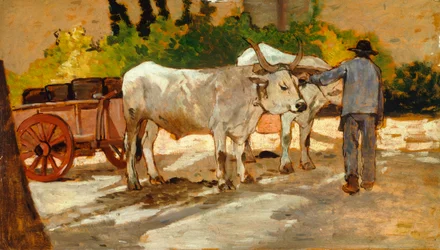 Bœufs dans la cour