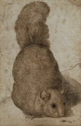 Un écureuil