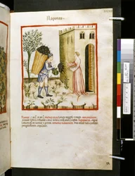 Theatrum sanitatis par Ububchasym de Baldach : 