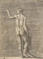 Homme écorché avec la main gauche sur la hanche, tenant la peau dans la main droite, vers 1531-76