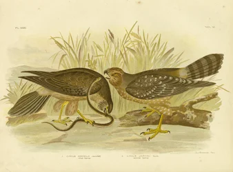 Busard des marais ou busard tacheté, 1891