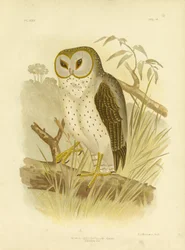 Chouette délicate