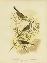 Méliphage à front fauve, 1891