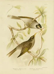 Méliphage bruyant ou Minier bruyant, 1891