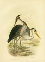 Grand Héron ou Héron gris foncé, 1891