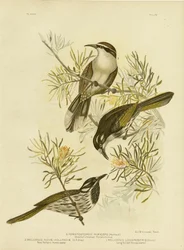 Méliphage à long bec, 1891