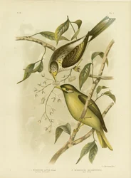 Méliphage à gorge jaune, 1891