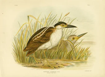 Bihoreau nankeen, 1891