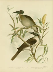 Friarbird bruyant, 1891
